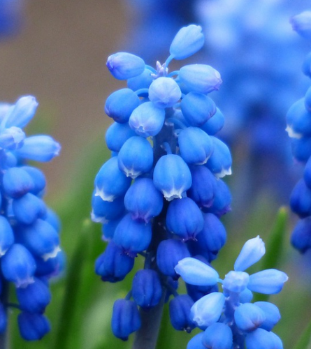 5 – Herlige hyacinter